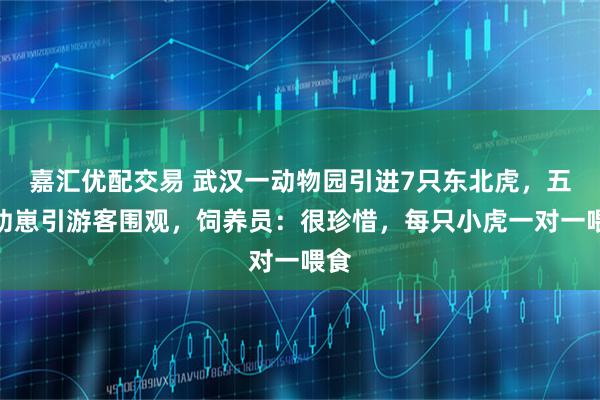 嘉汇优配交易 武汉一动物园引进7只东北虎，五只幼崽引游客围观，饲养员：很珍惜，每只小虎一对一喂食
